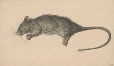 Dode Rat