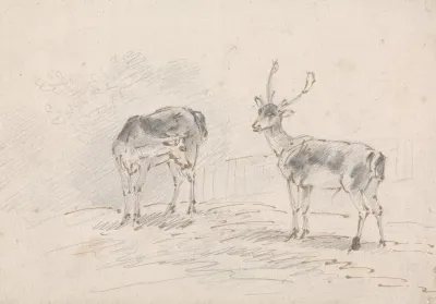 Doe And Buck