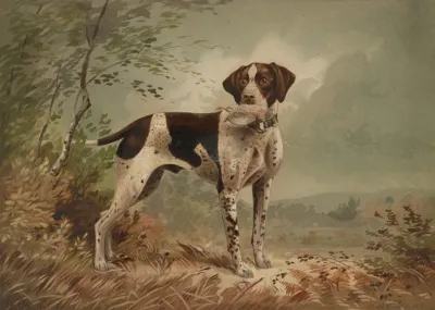 Dog 12