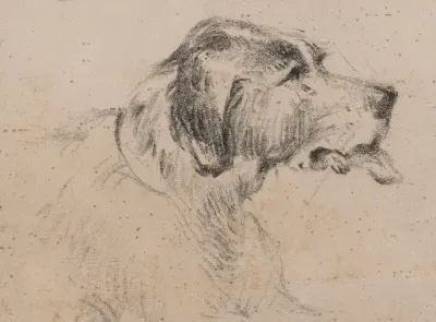 Dog 7