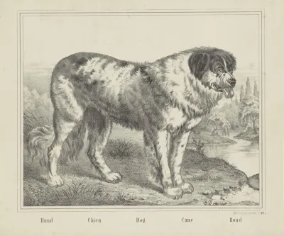 Dog 8