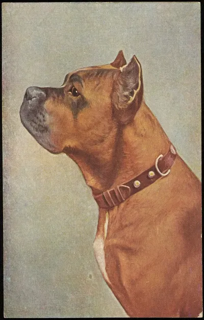 Dog 9