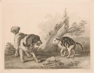 Dog And Cat In Fighting Position Facing Each Other