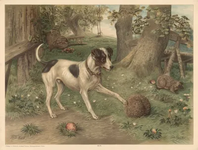 Dog And Hedgehog