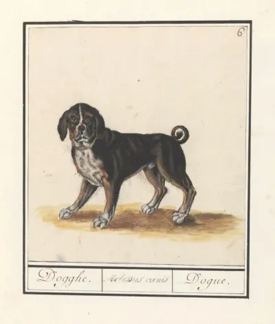 Dog Canis Lupus Familiaris Dogghe Molossus Canis Dogue