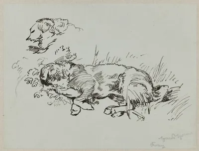 Dog Lying In The Grass