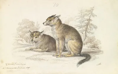 Dog Of The North American Indians