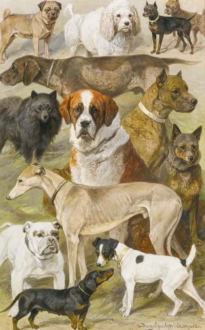Dog Studies