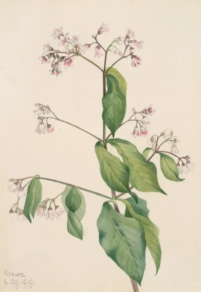 Dogbane Apocyum Androsaemfolium