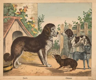 Dogs 11