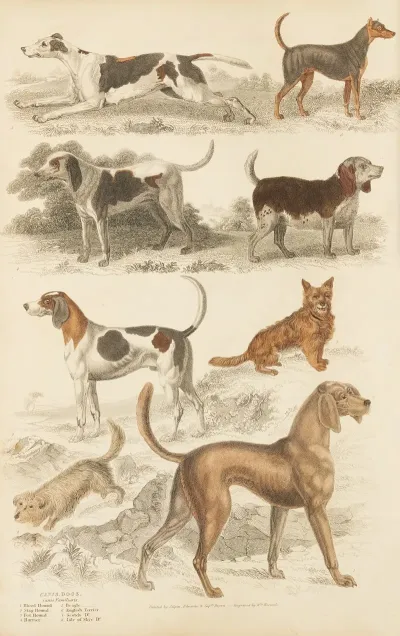 Dogs 5