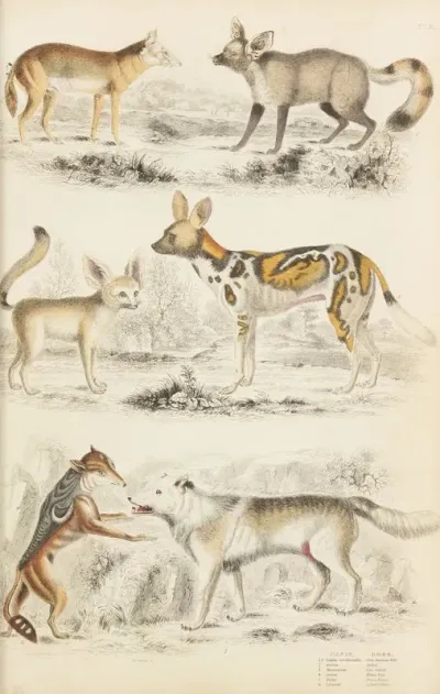 Dogs 7