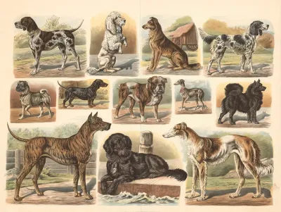 Dogs 8