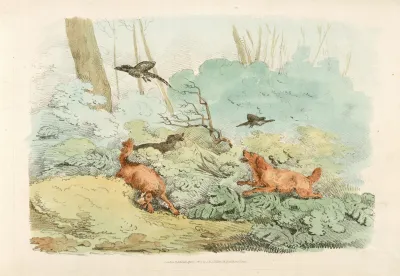 Dogs Chasing Birds