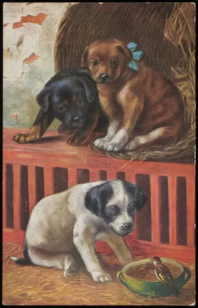 Dogs Watching A Bird Eat Food From Their Bowl