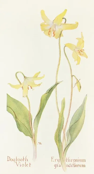 Dogtooth Violet