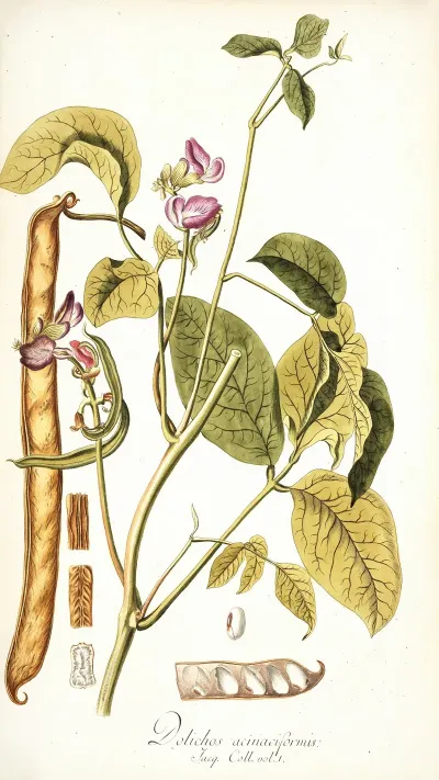 Dolichos Acinaciformis