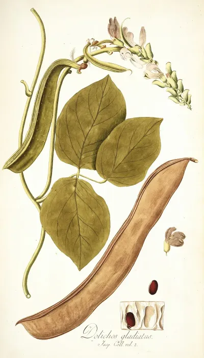 Dolichos Gladiaius