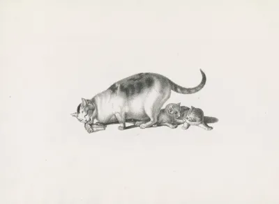 Domestic Cat Eating While Two Kittens Play