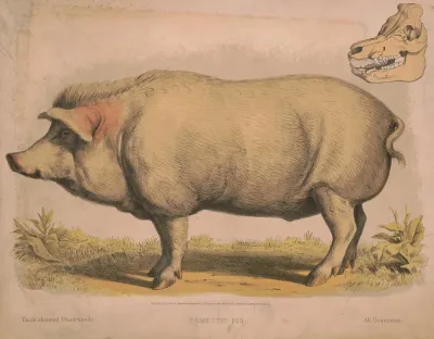 Domestic Pig