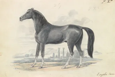 Dongola Horse