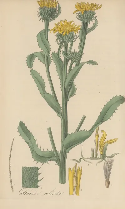 Donia Ciliata