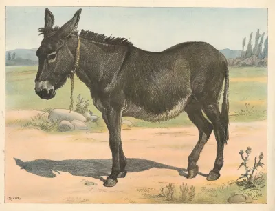 Donkey 2