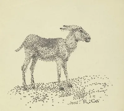 Donkey 4