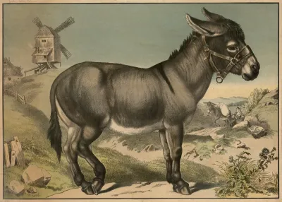 Donkey 7