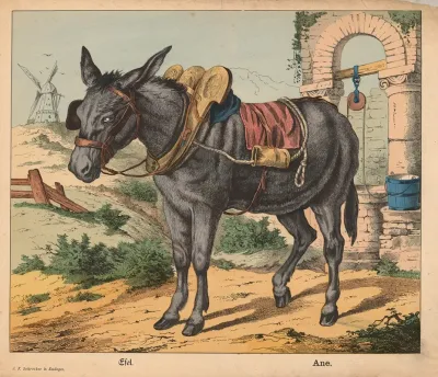 Donkey 9