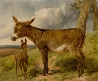 Donkeys