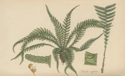 Doodia Aspera
