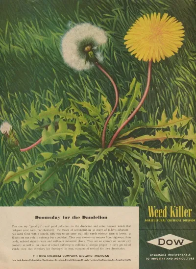 Doomsday For The Dandelion