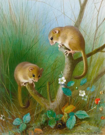 Dormice