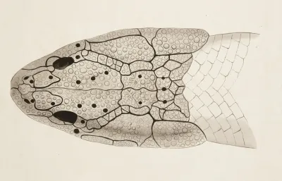 Dorsal Skull Of Polypterus