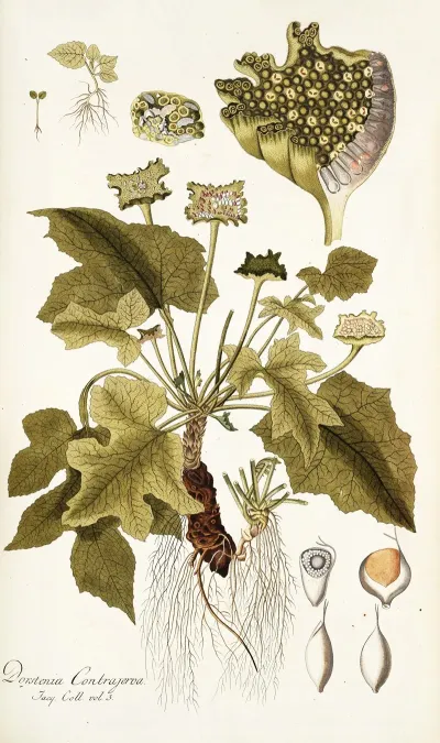 Dorstenia Contrajerva