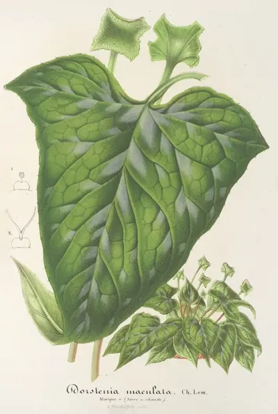 Dorstenia Maculata