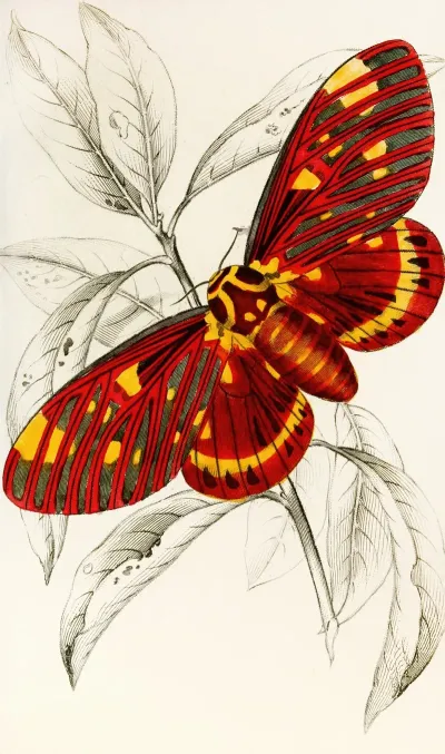 Dorycampa Regalis