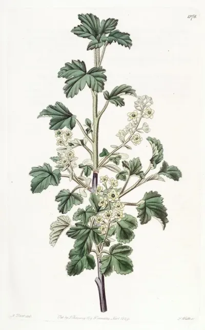 Dotted Currant