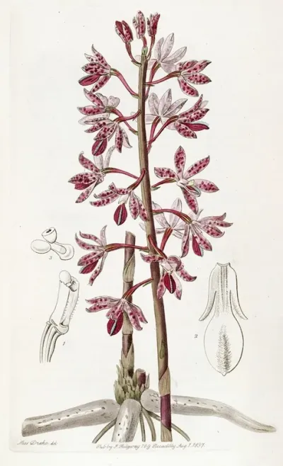 Dotted Dipodium