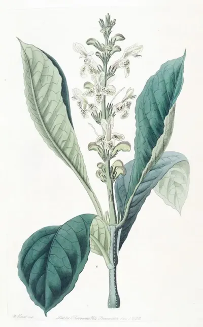 Dotted Flowered Justicia