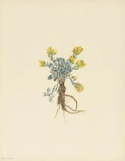 Double Bladderpod Flower Physaria Didymocarpa 2
