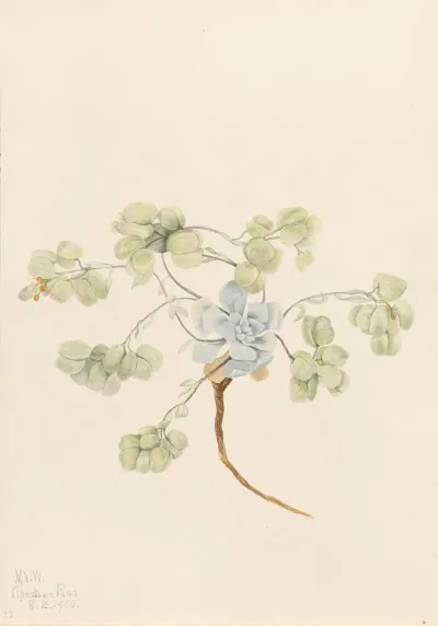 Double Bladderpod Physaria Didymocarpa 2