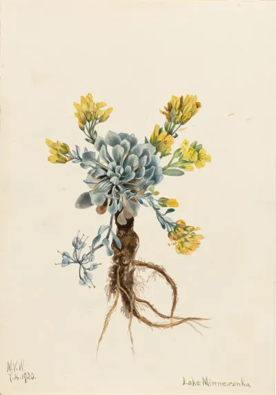 Double Bladderpod Physaria Didymocarpa