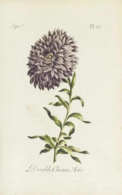 Double China Aster