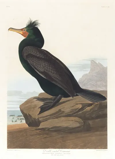 Double Crested Cormorant