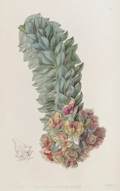 Double Glanded Euphorbia