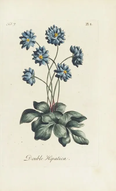 Double Hepatica