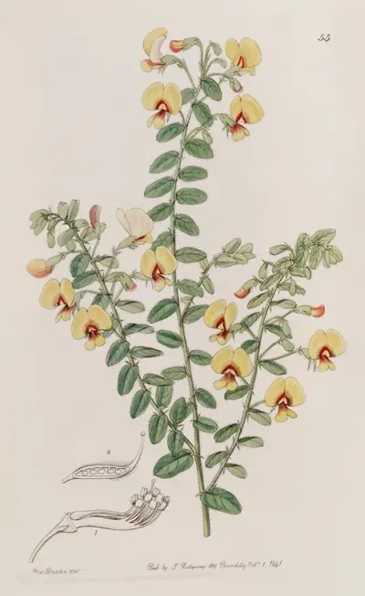 Double Rowed Bossiaea