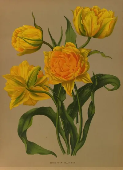 Double Tulip Yellow Rose